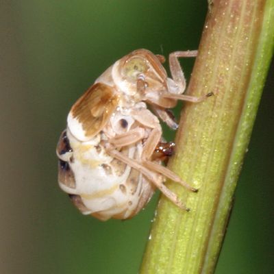 Criomorphus inconspicuus