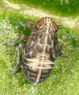 Ribautodelphax sp. (nymph)