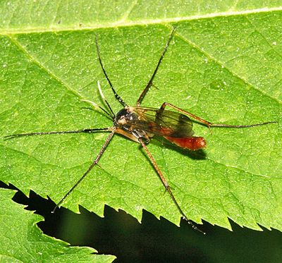 Fungus Gnats - Mycetophilidae