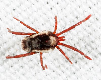Leptus sp.