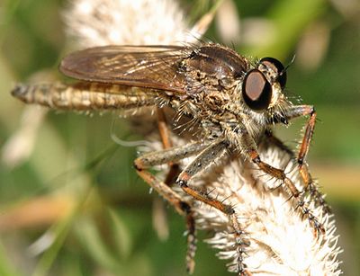 Machimus erythocnemius