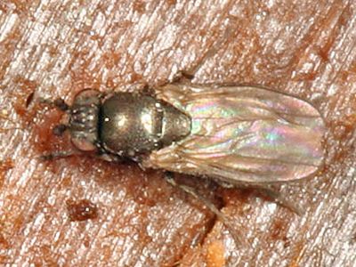 Coproica acutangula