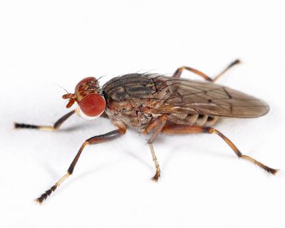 Atrichomelina pubera