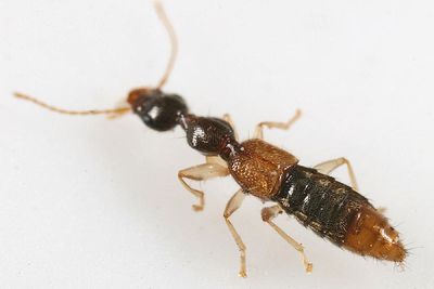 Stamnoderus monstrosus