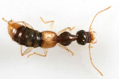 Stamnoderus monstrosus