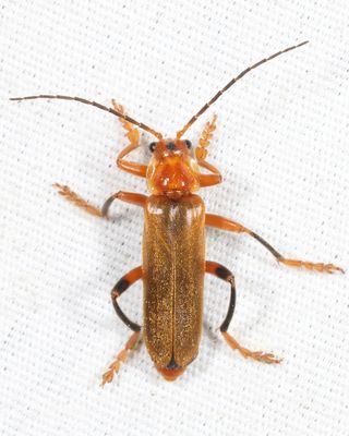 Cantharis livida