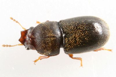 Strigocis opacicollis