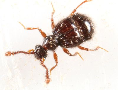 Decarthron abnorme