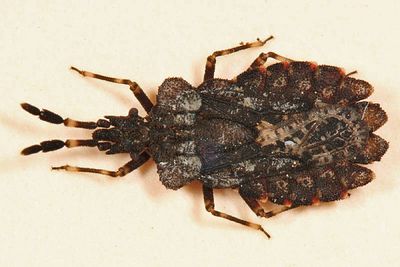 Flat Bugs - Aradidae