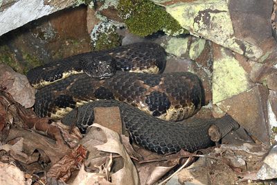 Timber Rattlesnake - Crotalus horridus