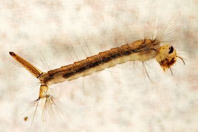 Mosquito Larva - Culiseta sp.