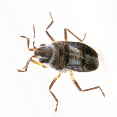 Microvelia pulchella
