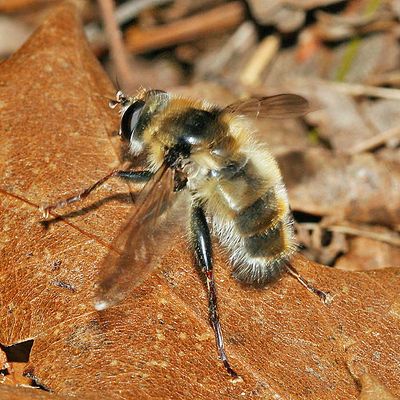 Criorhina verbosa