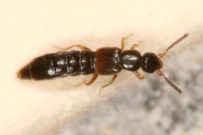 Phloeopora sp.