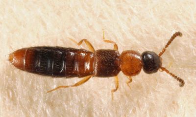 Atheta (Microdota) pennsylvanica