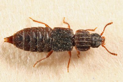 Rove Beetles - subfamily Pseudopsinae