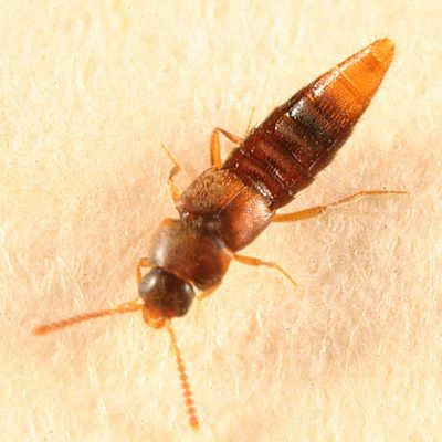 Oxypodini - Dexiogyia sp.?