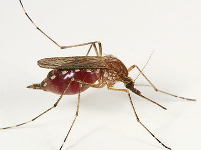 Ochlerotatus stimulans