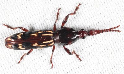 Oak Timberworm - Arrhenodes minutus (female)