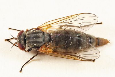 Symphoromyia pleuralis (female)