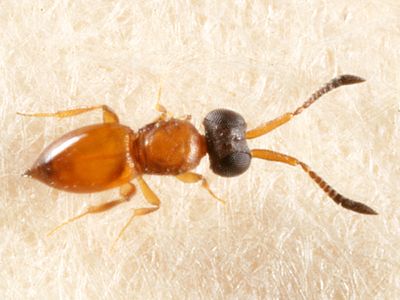 Wasps - Ceraphronidae