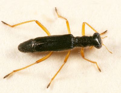 Isohydnocera tabida