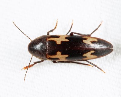 Dircaea liturata