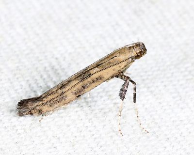 0587 - Alder Leafminer - Caloptilia alnivorella