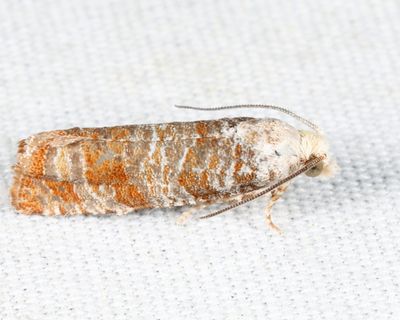2889 - Comstock's Retinia Moth - Retinia comstockiana