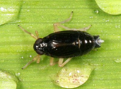 Delphacodes balli