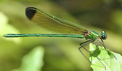 Sparkling Jewelwing - Calopteryx dimidiata