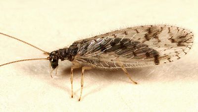 Micromus variegatus