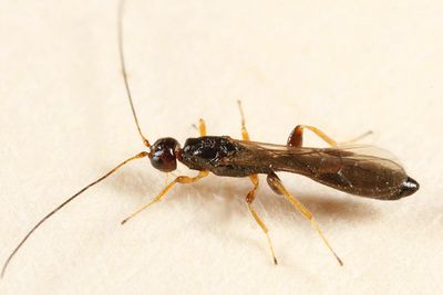 Braconid Wasps - subfamily Doryctinae