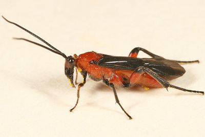 Lytopylus sp.
