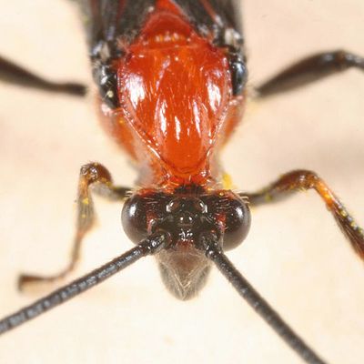 Lytopylus sp.