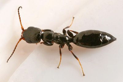 Bethylid Wasp - Bethylidae