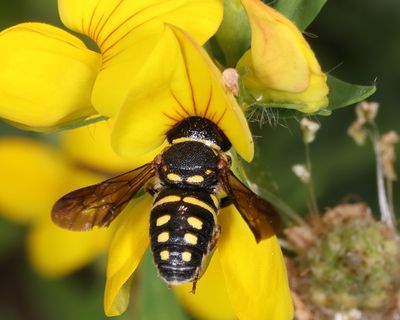  Anthidiellum notatum