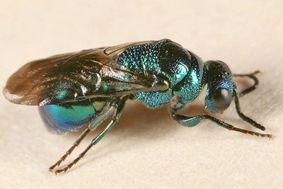 Omalus sp.