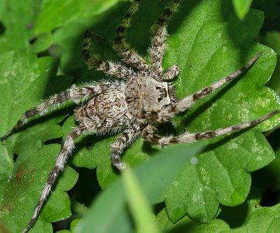 Whitebanded Fishing Spider - Dolomedes albineus