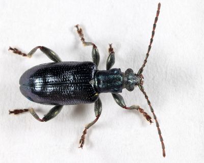  Frost's Reed Beetle - Plateumaris frosti