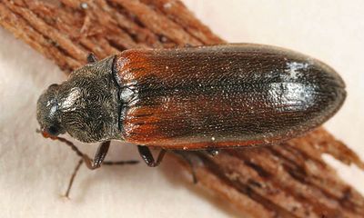Eanus estriatus