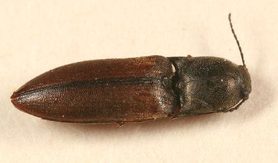 Agriotes quebecensis