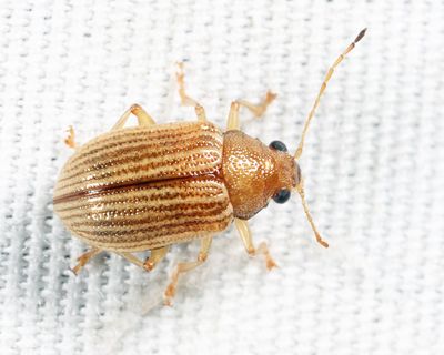 Grape Colaspis - Colaspis brunnea