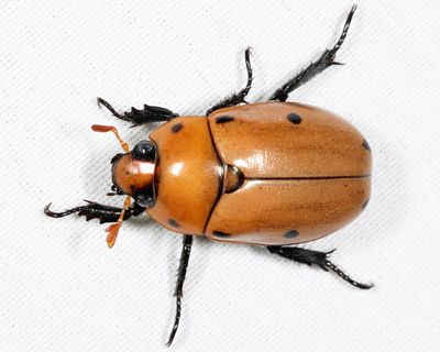 Scarab Beetles - Subfamily Rutelinae - Shining Leaf Chafers