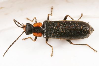 Rhagonycha walshi