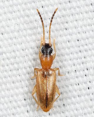 Telephanus atricapillus