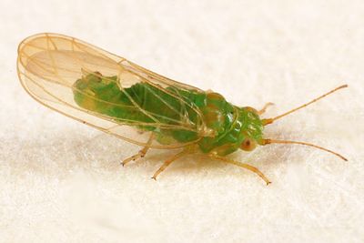 Craspedolepta sp.