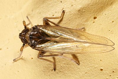 Isodelphax basivitta