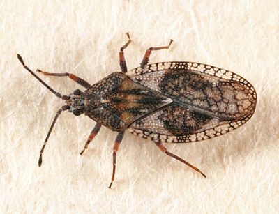 Physatocheila variegata