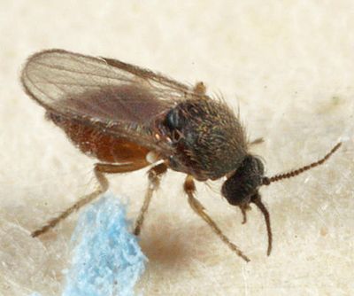 Forcipomyia eques